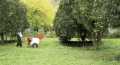 Opryskiwacz-taczkowy-spalinowy-TRIUNFO-SH100-40-3.jpg